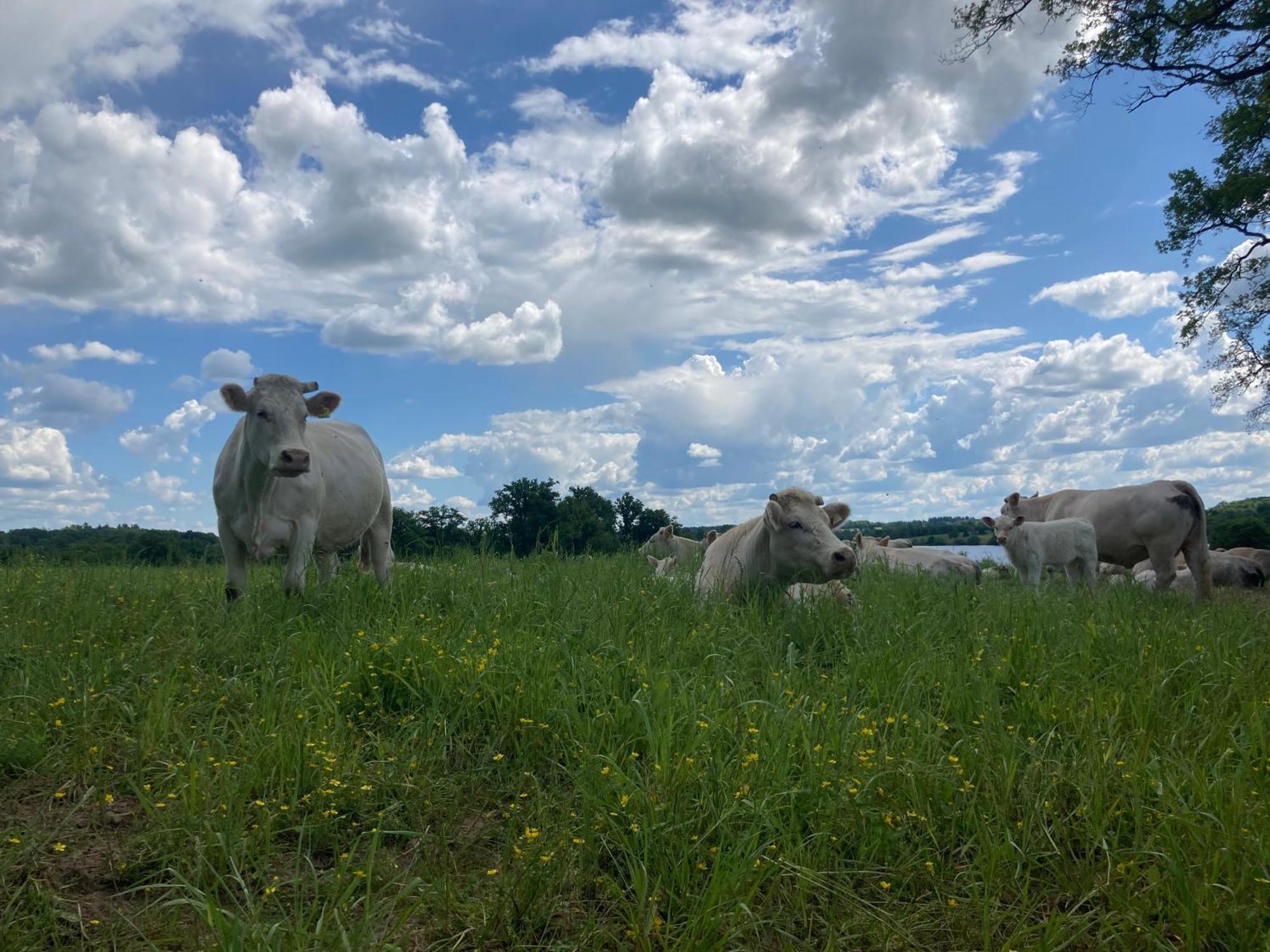 Gite A La Campagne Au Bord D'Un Lac 8 Personnes Saint-Quentin-sur-Charente Exterior photo
